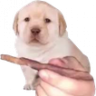 Dub